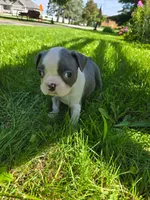 Pigeon, a female Boston Terrier for sale in Birch Run, MI – Photo 4 of 7