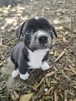 R.C. Cola, a female Boston Terrier and Pembroke Welsh Corgi for sale in Birch Run, MI – 2 of 10