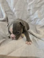 Tipperary, a female Boston Terrier and French Bulldog for sale in Birch Run, MI – 8 of 8
