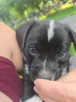 R.C. Cola, a female Boston Terrier and Pembroke Welsh Corgi for sale in Birch Run, MI – 4 of 10