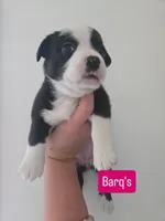 Barq’s, a female Boston Terrier and Pembroke Welsh Corgi for sale in Birch Run, MI – 2 of 5