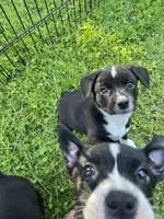 R.C. Cola, a female Boston Terrier and Pembroke Welsh Corgi for sale in Birch Run, MI – 3 of 10