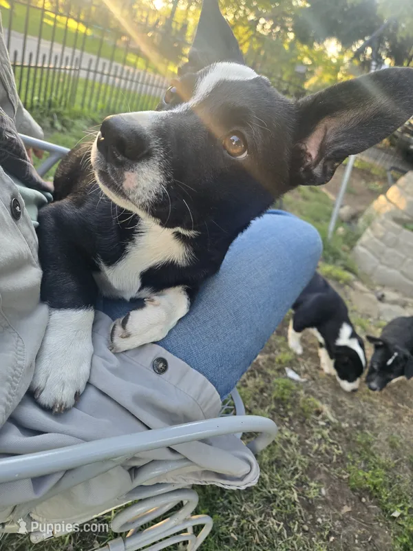 Mr. Pibb – Boston Terrier, Pembroke Welsh Corgi puppy for sale in Birch Run, MI