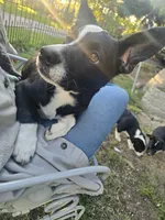 Mr. Pibb(ON HOLD), a male Boston Terrier and Pembroke Welsh Corgi for sale in Birch Run, MI – 1 of 10