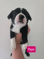 Pepsi, a female Boston Terrier and Pembroke Welsh Corgi for sale in Birch Run, MI – 3 of 10