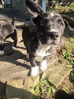 R.C. Cola, a female Boston Terrier and Pembroke Welsh Corgi for sale in Birch Run, MI – 7 of 10