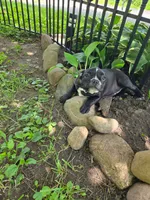 Albany(ON HOLD), a female Boston Terrier and French Bulldog for sale in Birch Run, MI – 2 of 6