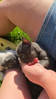 Tipperary, a female Boston Terrier and French Bulldog for sale in Birch Run, MI – 5 of 8