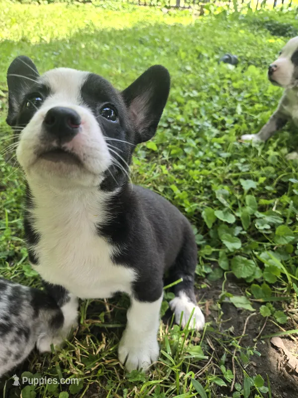 Barq’s – Boston Terrier, Pembroke Welsh Corgi puppy for sale in Birch Run, MI