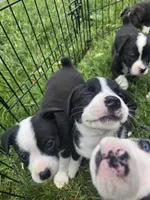 Schwepps , a male Boston Terrier and Pembroke Welsh Corgi for sale in Birch Run, MI – 7 of 10