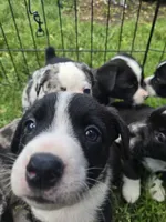 Schwepps , a male Boston Terrier and Pembroke Welsh Corgi for sale in Birch Run, MI – 4 of 10