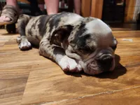 Tillamook, a male Boston Terrier for sale in Birch Run, MI – Photo 5 of 6