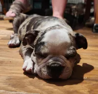 Tillamook, a male Boston Terrier for sale in Birch Run, MI – Photo 1 of 6