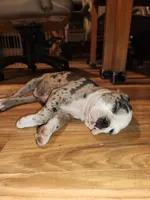 Tillamook, a male Boston Terrier for sale in Birch Run, MI – Photo 3 of 6