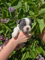 Cosmopolitan , a male Boston Terrier and French Bulldog for sale in Birch Run, MI – 6 of 9