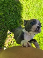 HOLD Tahquamenon, a male Boston Terrier for sale in Birch Run, MI – Photo 2 of 6