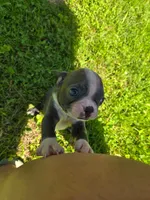 HOLD Tahquamenon, a male Boston Terrier for sale in Birch Run, MI – Photo 1 of 6