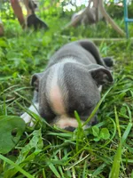 HOLD Tahquamenon, a male Boston Terrier for sale in Birch Run, MI – Photo 6 of 6