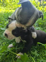 HOLD Tahquamenon, a male Boston Terrier for sale in Birch Run, MI – Photo 5 of 6