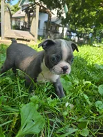 HOLD Tahquamenon, a male Boston Terrier for sale in Birch Run, MI – Photo 4 of 6