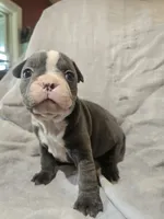 Mimosa, a female Boston Terrier and French Bulldog for sale in Birch Run, MI – 10 of 10