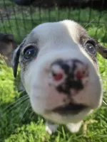 Adirondack Cola, a male Boston Terrier and Pembroke Welsh Corgi for sale in Birch Run, MI – 7 of 10