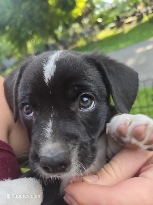 R.C. Cola – Boston Terrier, Pembroke Welsh Corgi puppy for sale in Birch Run, MI