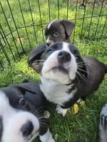 Schwepps , a male Boston Terrier and Pembroke Welsh Corgi for sale in Birch Run, MI – 3 of 10