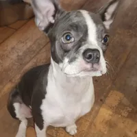 Sault Saint Marie, a female Boston Terrier for sale in Birch Run, MI – Photo 1 of 8