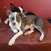 Sault Saint Marie, a female Boston Terrier for sale in Birch Run, MI – Photo 6 of 8