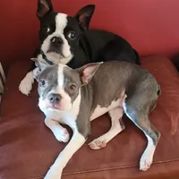 Sault Saint Marie, a female Boston Terrier for sale in Birch Run, MI – Photo 4 of 8