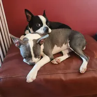 Sault Saint Marie, a female Boston Terrier for sale in Birch Run, MI – Photo 2 of 8