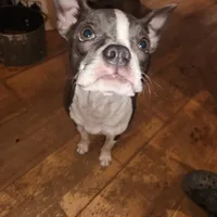 Sault Saint Marie, a female Boston Terrier for sale in Birch Run, MI – Photo 7 of 8