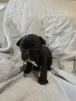 Gimlet, a male Boston Terrier and French Bulldog for sale in Birch Run, MI – 7 of 8