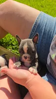 Tipperary, a female Boston Terrier and French Bulldog for sale in Birch Run, MI – 4 of 8