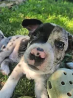 Springerle (SOLD), a female Boston Terrier and Pembroke Welsh Corgi for sale in Birch Run, MI – Photo 6 of 8