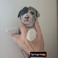 Springerle (SOLD), a female Boston Terrier and Pembroke Welsh Corgi for sale in Birch Run, MI – Photo 2 of 8