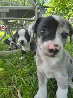 Springerle (SOLD), a female Boston Terrier and Pembroke Welsh Corgi for sale in Birch Run, MI – Photo 3 of 8