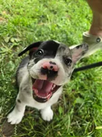Springerle (SOLD), a female Boston Terrier and Pembroke Welsh Corgi for sale in Birch Run, MI – Photo 5 of 8