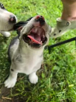 Springerle (SOLD), a female Boston Terrier and Pembroke Welsh Corgi for sale in Birch Run, MI – Photo 4 of 8