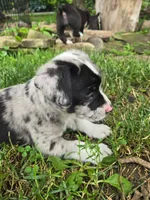 Springerle (SOLD), a female Boston Terrier and Pembroke Welsh Corgi for sale in Birch Run, MI – Photo 8 of 8