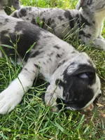 Springerle (SOLD), a female Boston Terrier and Pembroke Welsh Corgi for sale in Birch Run, MI – Photo 7 of 8