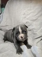 Sangria , a female Boston Terrier and French Bulldog for sale in Birch Run, MI – 6 of 7
