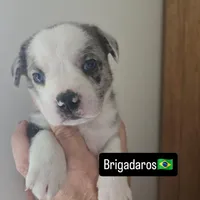 Brigadeiro (SOLD), a male Boston Terrier and Pembroke Welsh Corgi for sale in Birch Run, MI – Photo 4 of 10