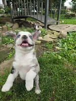 Brigadeiro (SOLD), a male Boston Terrier and Pembroke Welsh Corgi for sale in Birch Run, MI – Photo 3 of 10