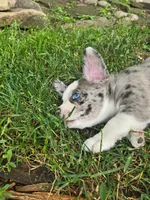 Brigadeiro (SOLD), a male Boston Terrier and Pembroke Welsh Corgi for sale in Birch Run, MI – Photo 9 of 10