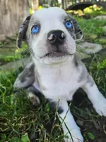 Brigadeiro (SOLD), a male Boston Terrier and Pembroke Welsh Corgi for sale in Birch Run, MI – Photo 2 of 10