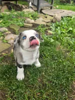 Brigadeiro (SOLD), a male Boston Terrier and Pembroke Welsh Corgi for sale in Birch Run, MI – Photo 7 of 10