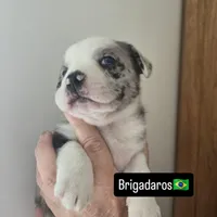 Brigadeiro (SOLD), a male Boston Terrier and Pembroke Welsh Corgi for sale in Birch Run, MI – Photo 1 of 10