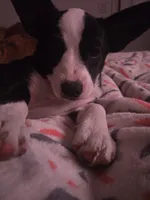 Barq’s, a female Boston Terrier and Pembroke Welsh Corgi for sale in Birch Run, MI – 7 of 10